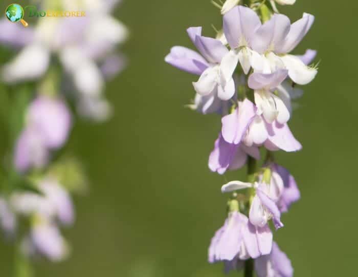 Lavender Goat's Rue Flowers