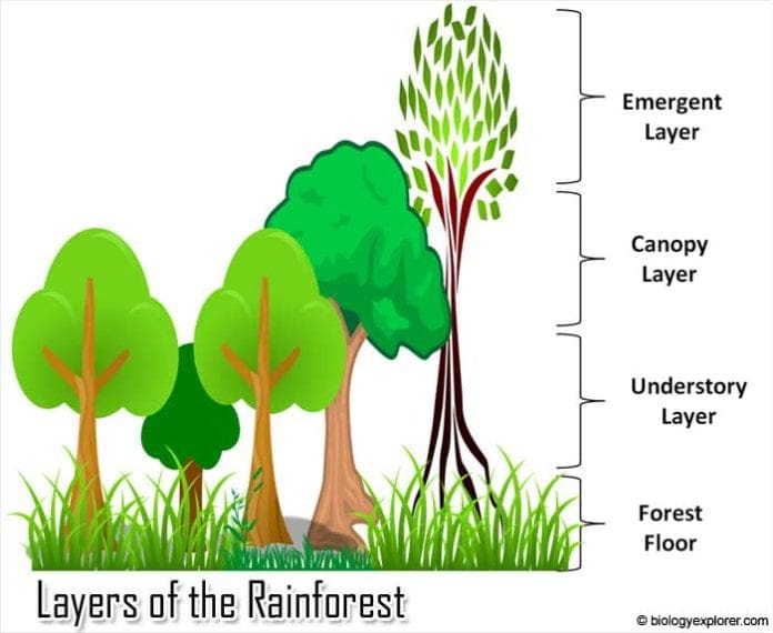 Layers of the rainforest