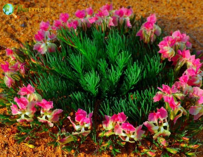 Lechenaultia Macrantha Lechenaultia Macrantha