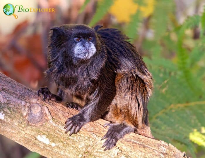 Leontocebus Nigricollis Leontocebus Nigricollis