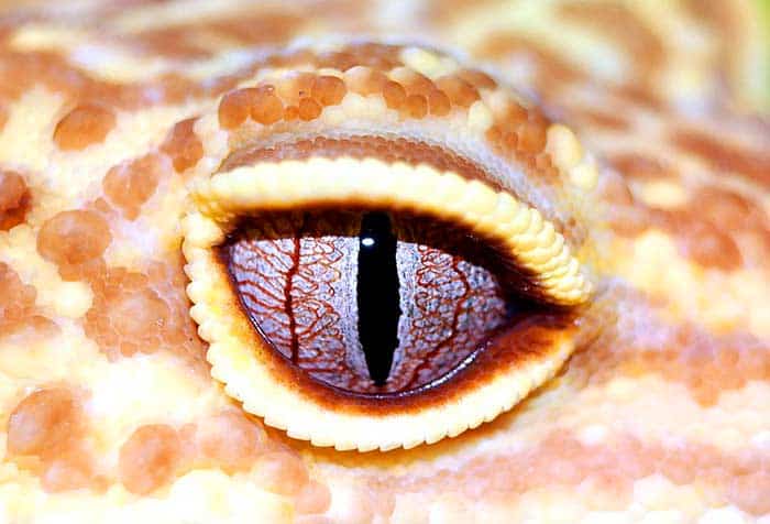 Leopard Gecko Breeding Leopard Gecko Breeding