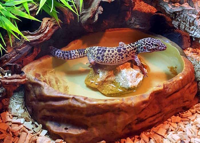 Leopard Gecko Habitat Leopard Gecko Habitat