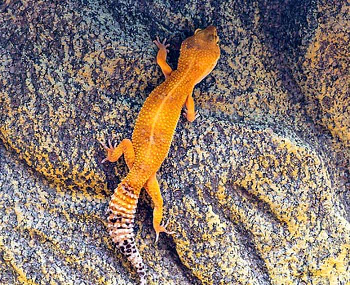 Leopard Gecko Tail Leopard Gecko Tail