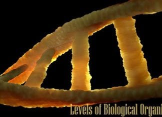 Levels of Biological Organization