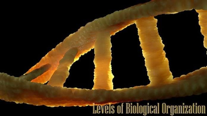 Levels of Biological Organization