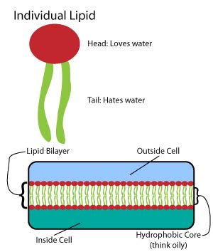 -"Lipid Lipid Structure