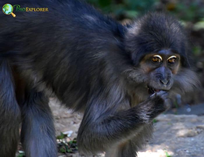 Lophocebus Albigena Lophocebus Albigena