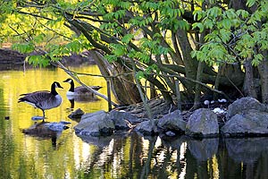 Loss of Biodiversity