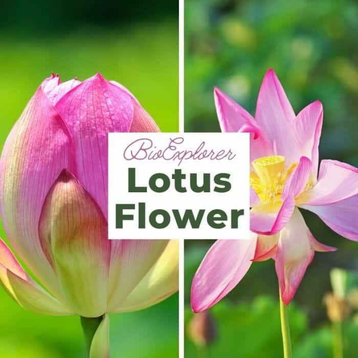 Lotus