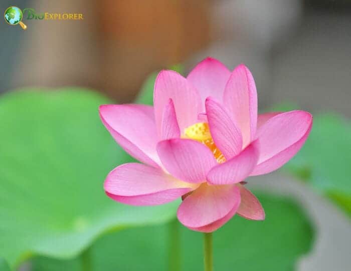 Lotus Flower Mystique Nelumbo