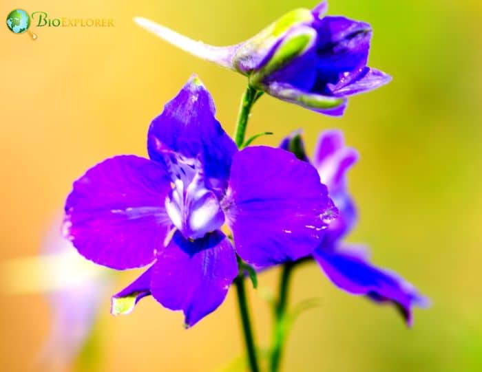 Low Larkspur 