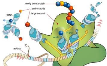 mRNA Translation