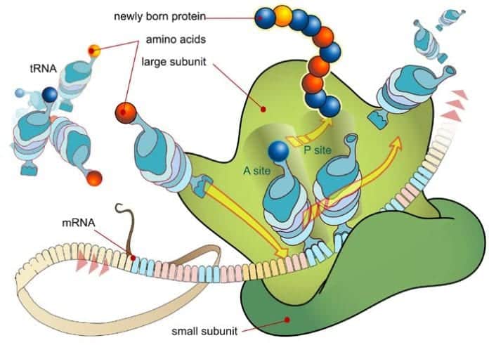 mRNA Translation Biology mRNA Translation