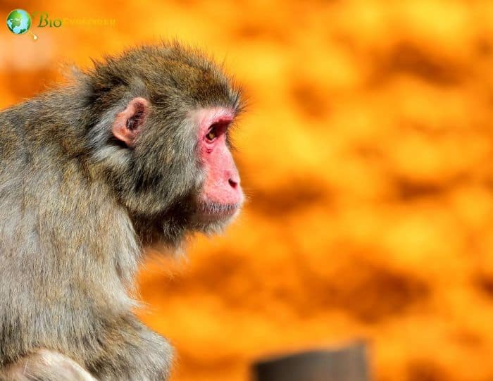 Macaca Fuscata