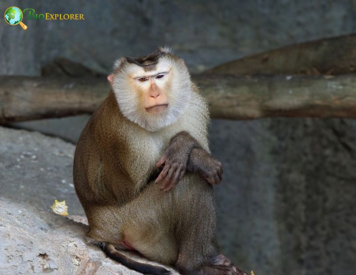 Macaca Leonina Macaca Leonina