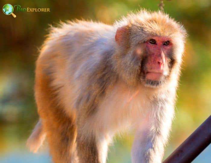 Macaca Mulatta Macaca Mulatta