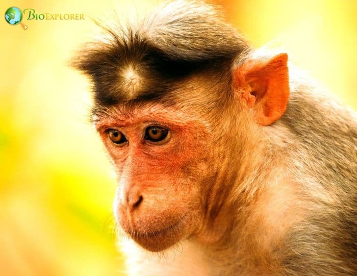 Macaca Radiata Macaca Radiata