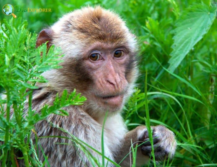 Macaca Sylvanus Macaca Sylvanus