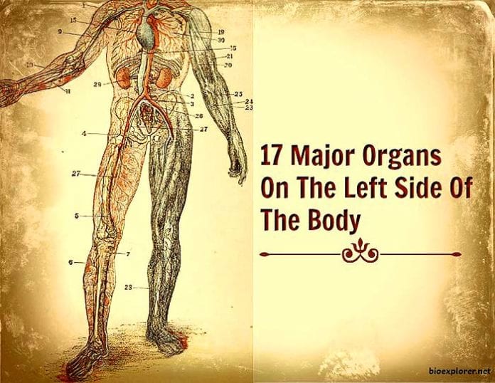 Organs On Left Side Of Body | Major Organs On Left Side on ...