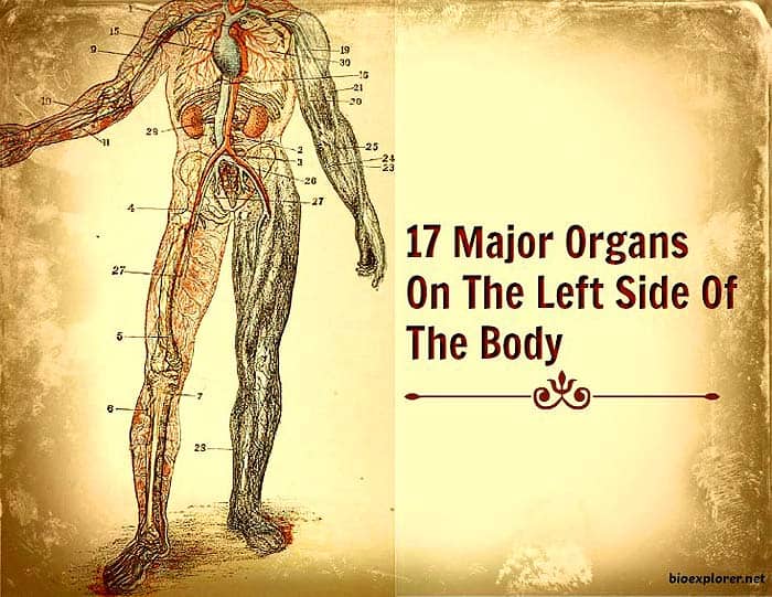 human female body organs