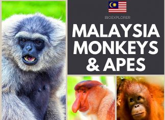 Malaysia monkeys