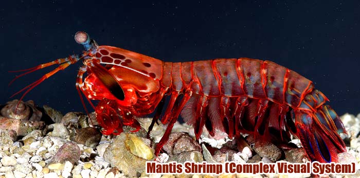 Mantis Shrimp (Complex Visual System) Mantis Shrimp (Complex Visual System)