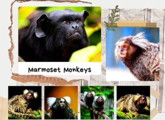 Marmoset Monkeys marmoset monkeys