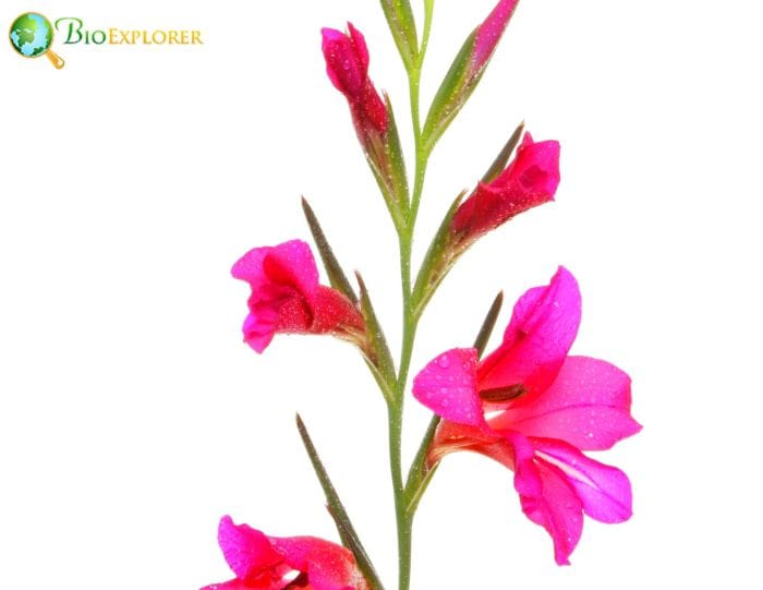 Marsh Gladiolus 