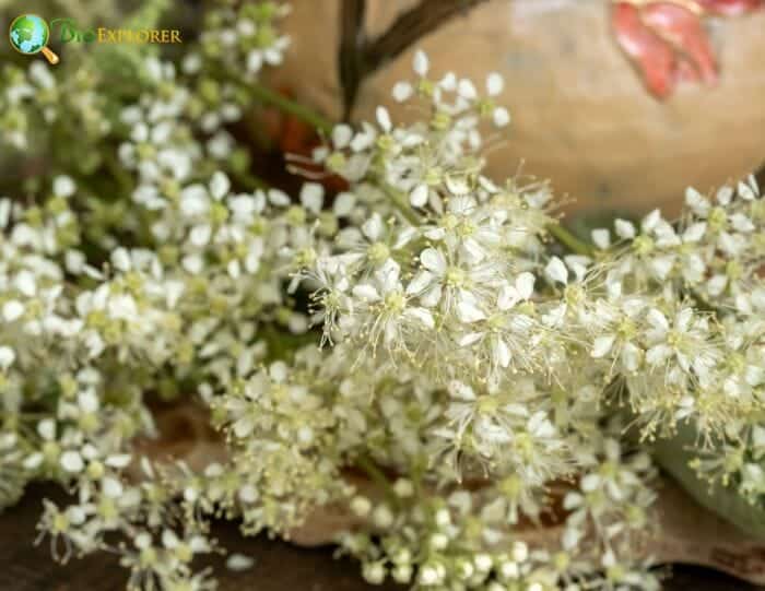 Meadwort Flowers