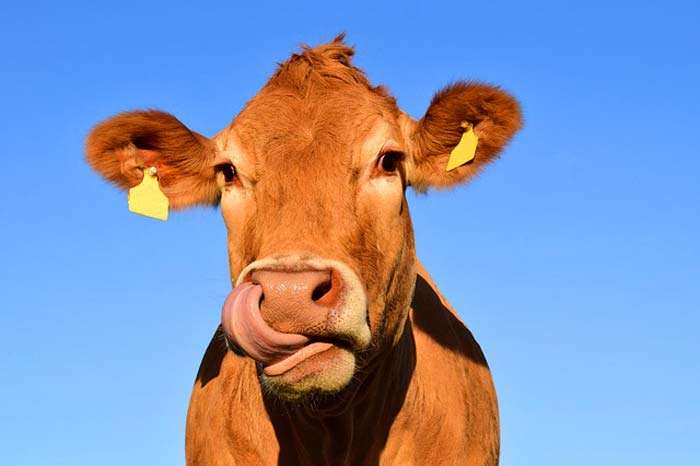Methane Producing Archaea From Cow's Burps Methane Producing Archaea From Cow's Burps
