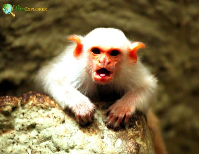 Mico Argentatus Mico Argentatus