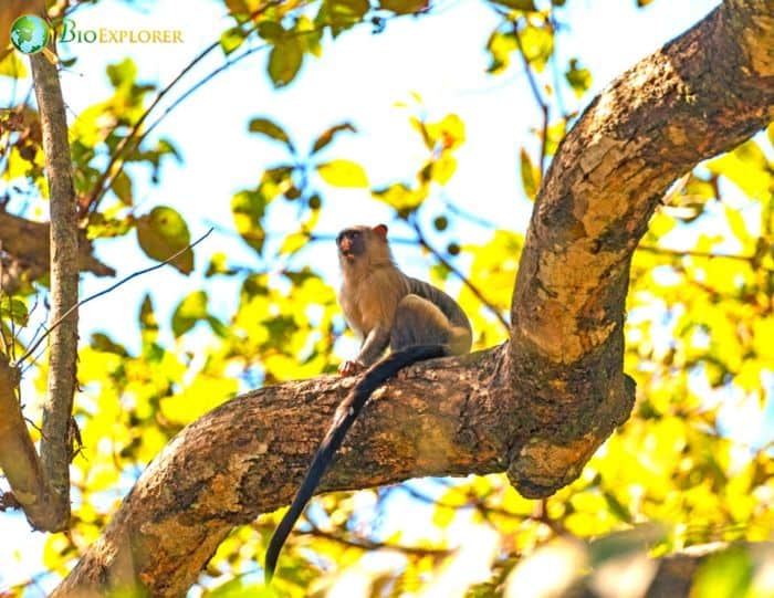 Mico Melanurus Mico Melanurus