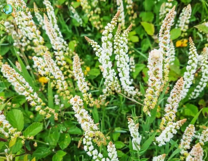 Mignonette Flowers Mignonette Flowers