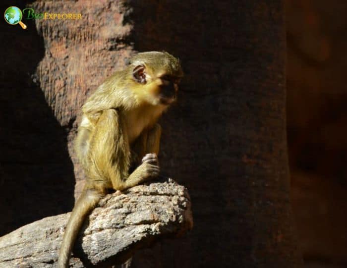 Miopithecus Ogouensis Miopithecus Ogouensis