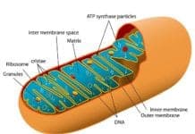 mitochondria functions