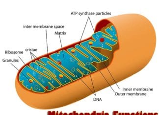 mitochondria functions