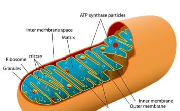 mitochondria functions