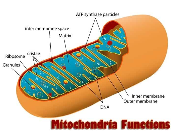 mitochondria functions mitochondria functions