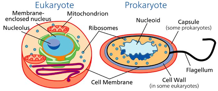 Mitochondria in Prokaryotes