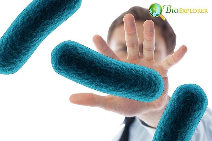 Mitochondria Into Liver Cells Mitochondria Into Liver Cells