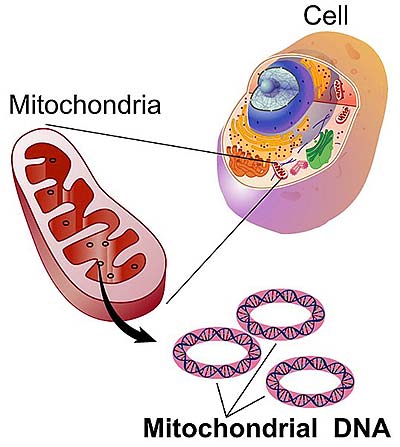Nitochondrial DNA Nitochondrial DNA