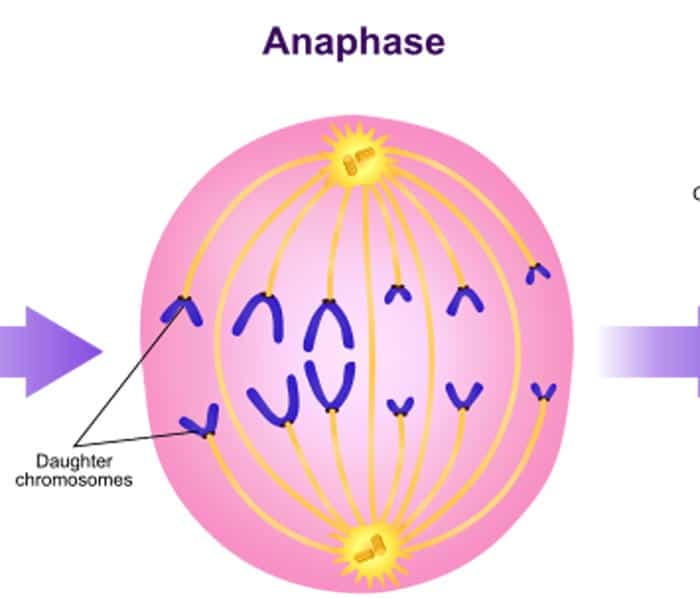 Mitosis Anaphase