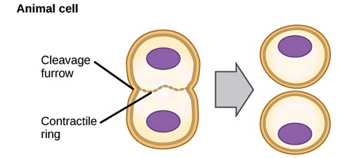 Mitosis in Animals