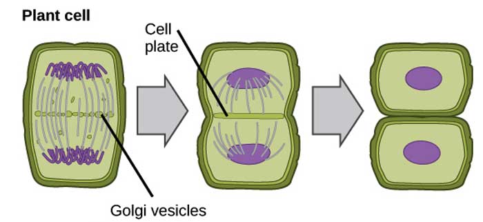 Mitosis in Plants