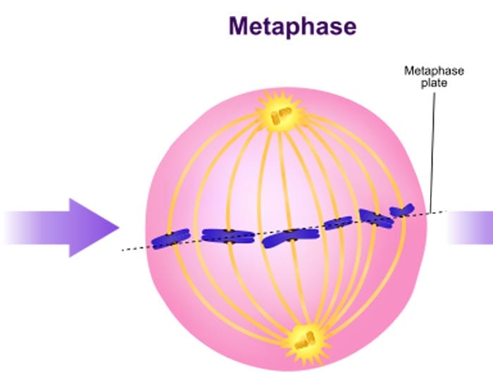 Mitosis Metaphase