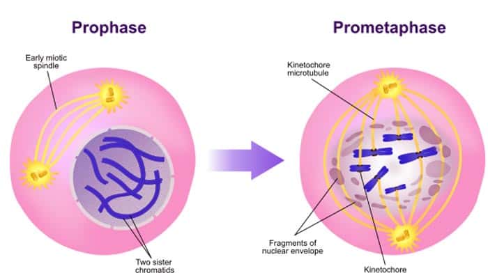 list and describe the stages of mitosis