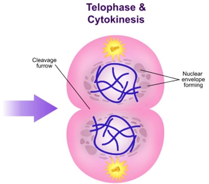 Mitosis Telophase