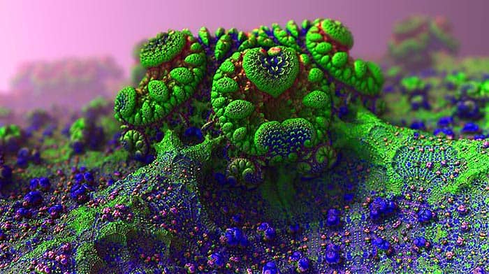 Fungus Mold Fungus Mold