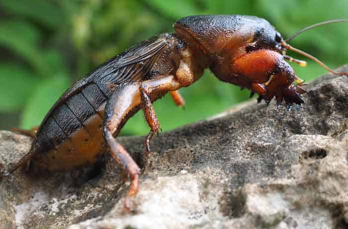 Mole Cricket on Rocks