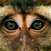 Monkey Eyes